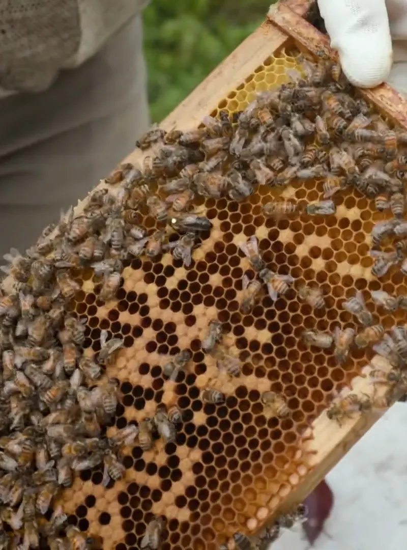 A beekeeper holding up a frame of honeycomb covered in bees, from Nerdy Jobs Episode 2