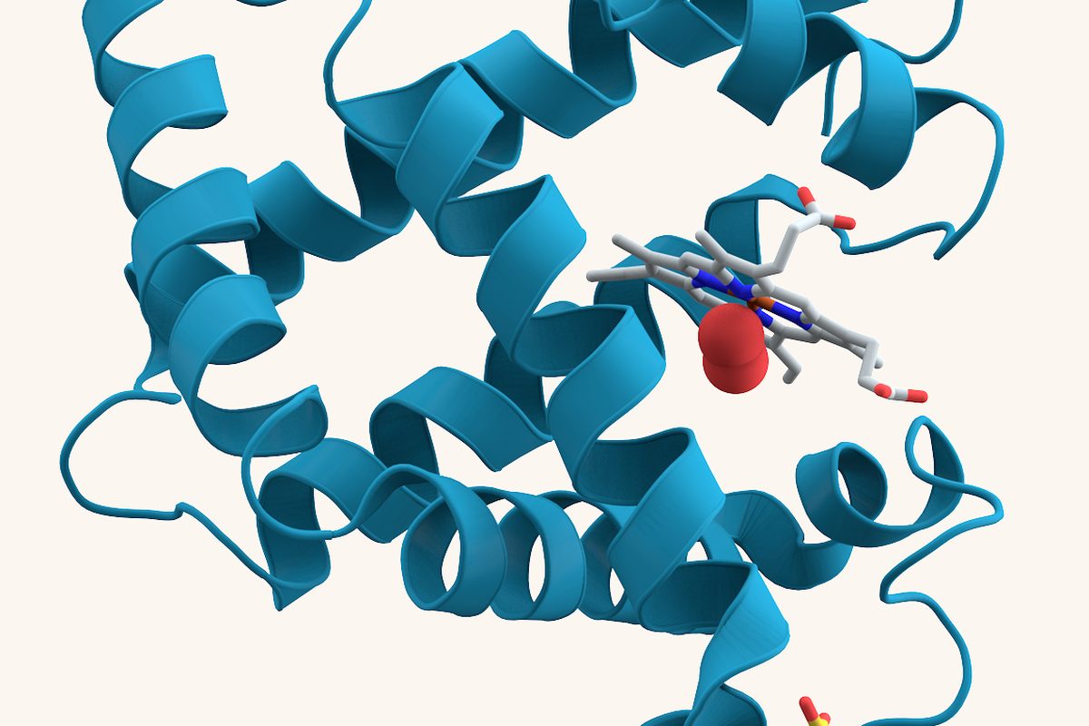 Ribbon diagram of a folded protein structure